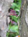 Sweetest little bee balm!