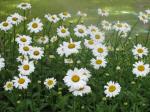 Daisies in the sprinkler mist