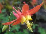 Columbine