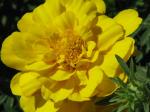 Marigold Marigold