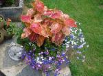 Coleus with lobelia