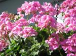 Geraniums Geraniums