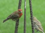 House Finches