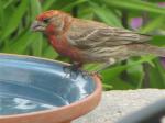 House Finch