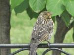 Female Red winged blackbird ?