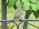 Female Red winged Blackbird ?