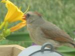 Female Cardinal