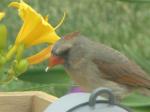 Female cardinal