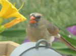 Female Cardinal