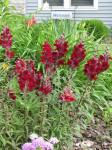 Red Snapdragons