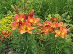 Lily