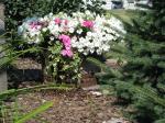 Petunias at the end of summer... Petunias at the end of summer...
