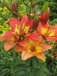 Lily