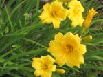 Daylily (Stella)