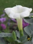 Angel Trumpet