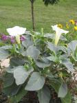 Angel Trumpet plant