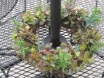 Sedum Wreath