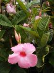 Mandevilla - Hortchat