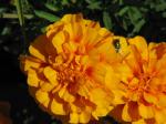Marigolds...