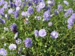 Asters