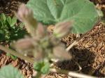 has a very strong odor and a sticky substance on leaves