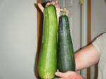 giant zucchini!
