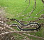 Male Garter Snake