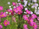 Cosmos in the wind...