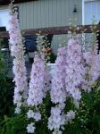 Pink Delphinium in full bloom