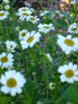 Feverfew