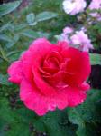 Rosa "L.D Braithwaite"