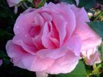 Rosa "Carefree Beauty"