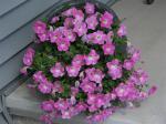 Petunias filling the pot...