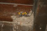 Baby swallows in rooftop home (look like choristers don't they?)