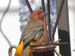 House finch