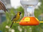 Orchard Oriole (female)