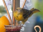 Oriole (female)