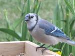 Blue Jay