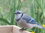 Blue Jay