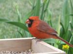 Cardinal