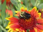 Gallardia, blanket flower