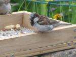 House sparrow