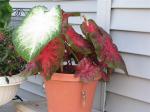 Caladium