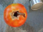 Tomato Boring Worm in North Carolina