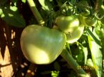 Maters growing 
