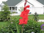 Gladiola