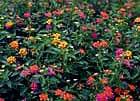 Lantana - Univ.Wisc.