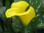 Calla Lily, hybrid yellow