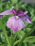 Japanese Iris, Iris Kiyozuru