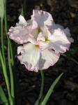 Japanese Iris, Iris Lady in Waiting